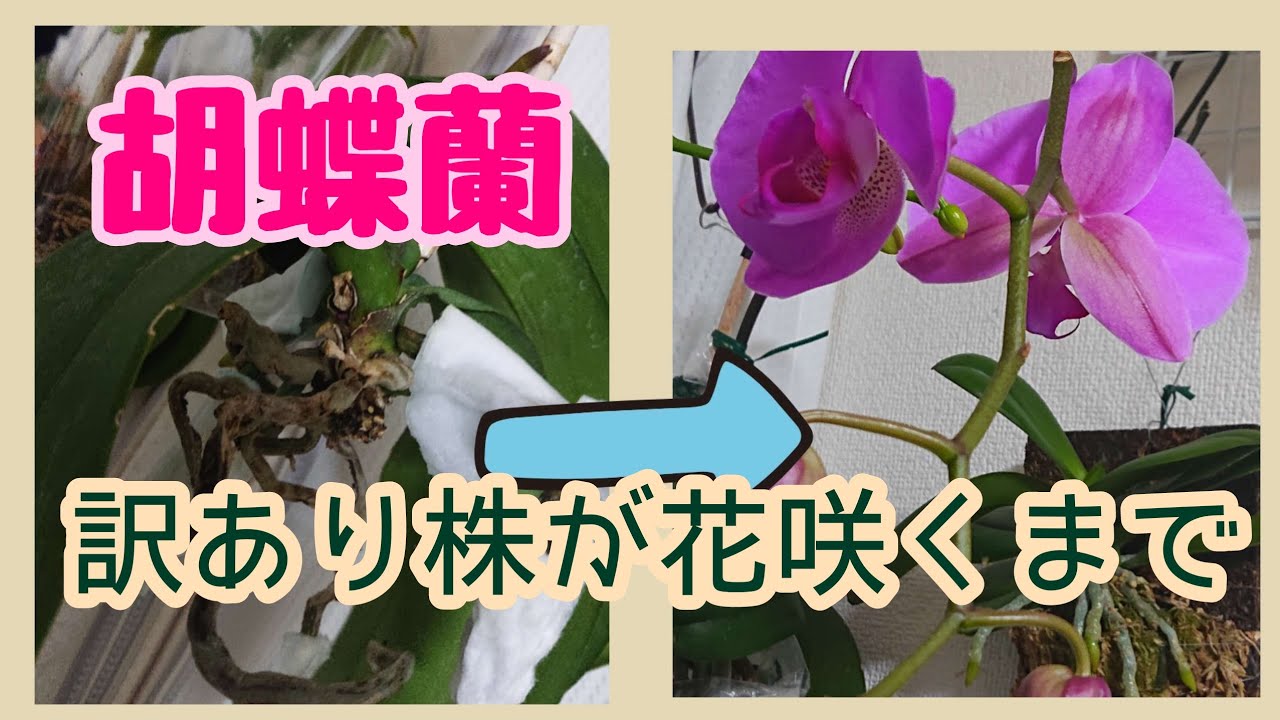 胡蝶蘭の訳あり株がビニール空中栽培栽培で花開くまで Youtube