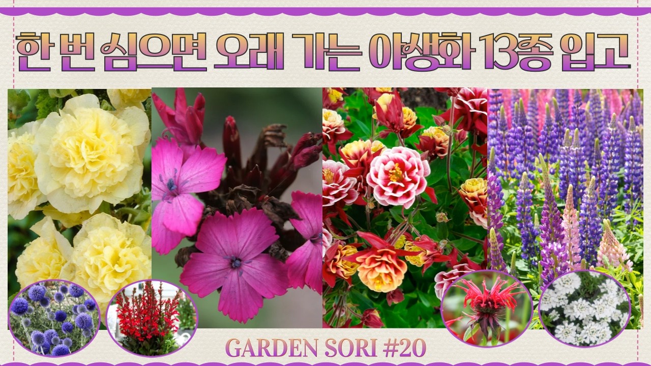 지금 심으면 풍경이 바뀌는 봄·여름 야생화 13종 입고됐어요~
