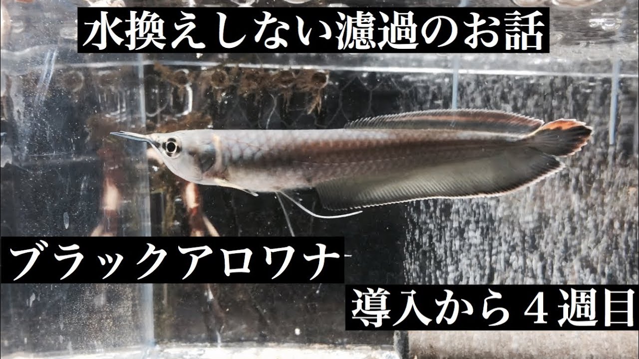 水換えしない濾過のお話 ブラックアロワナ導入４週目 オオトカゲのトイレ 爬虫類 過去混泳水槽ムービーもつけたよ Youtube