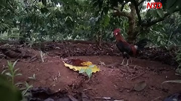 Bẫy gà rừng mồi ngày 28/9/2020 gà rừng nhà vào như tên lửa