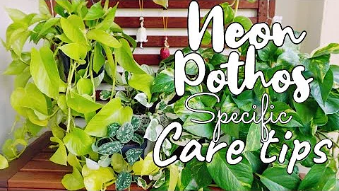 Neon Pothos care and propagation tips. Avoid yellow leaves and root rot!