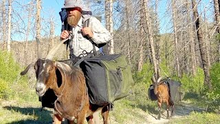 Pack Goats & Dogs in the Woods for Trout Fishing & Firebox Freestyle (TriTorch) Camp Stove Cooking.