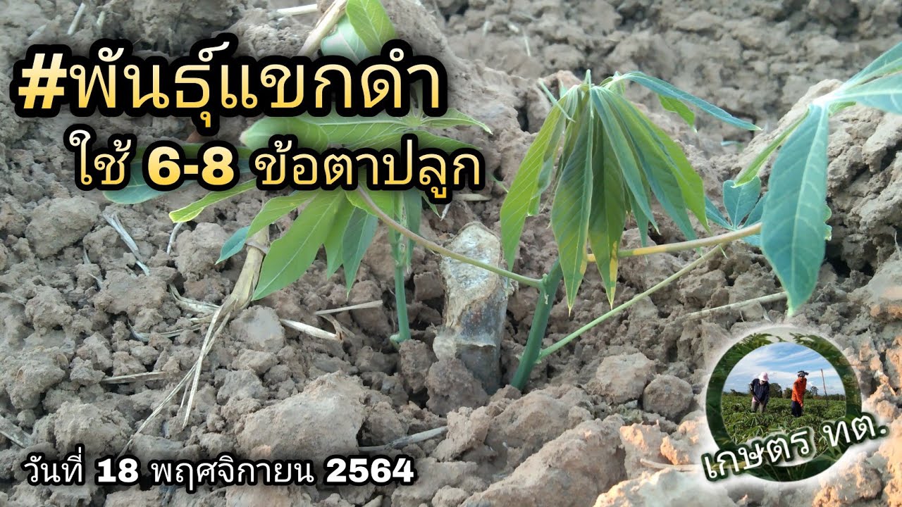 #มันพันธุ์แขกดำ ปลูกโดยใช้ท่อนแค่ 6-8 ข้อตา ลดต้นทุน กันปลวก #โทรศัพท์0855019042