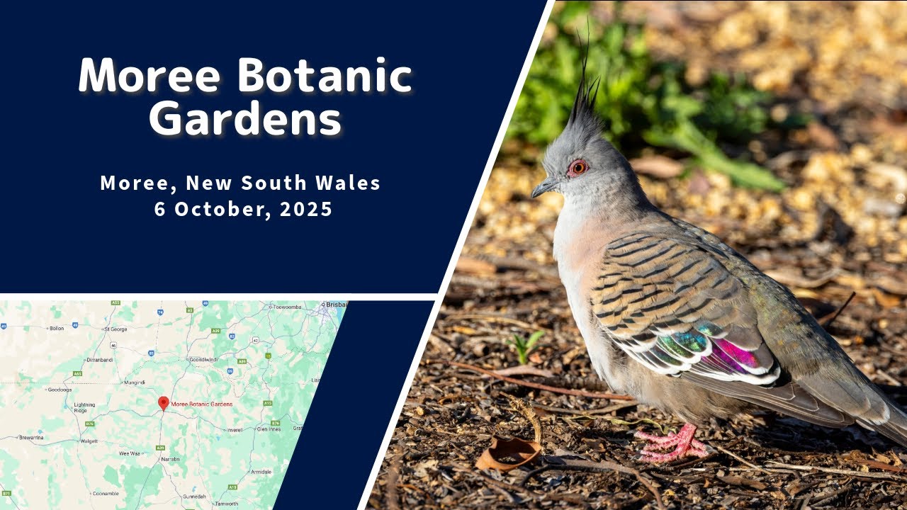 Moree Botanic Garden, Moree, NSW - YouTube