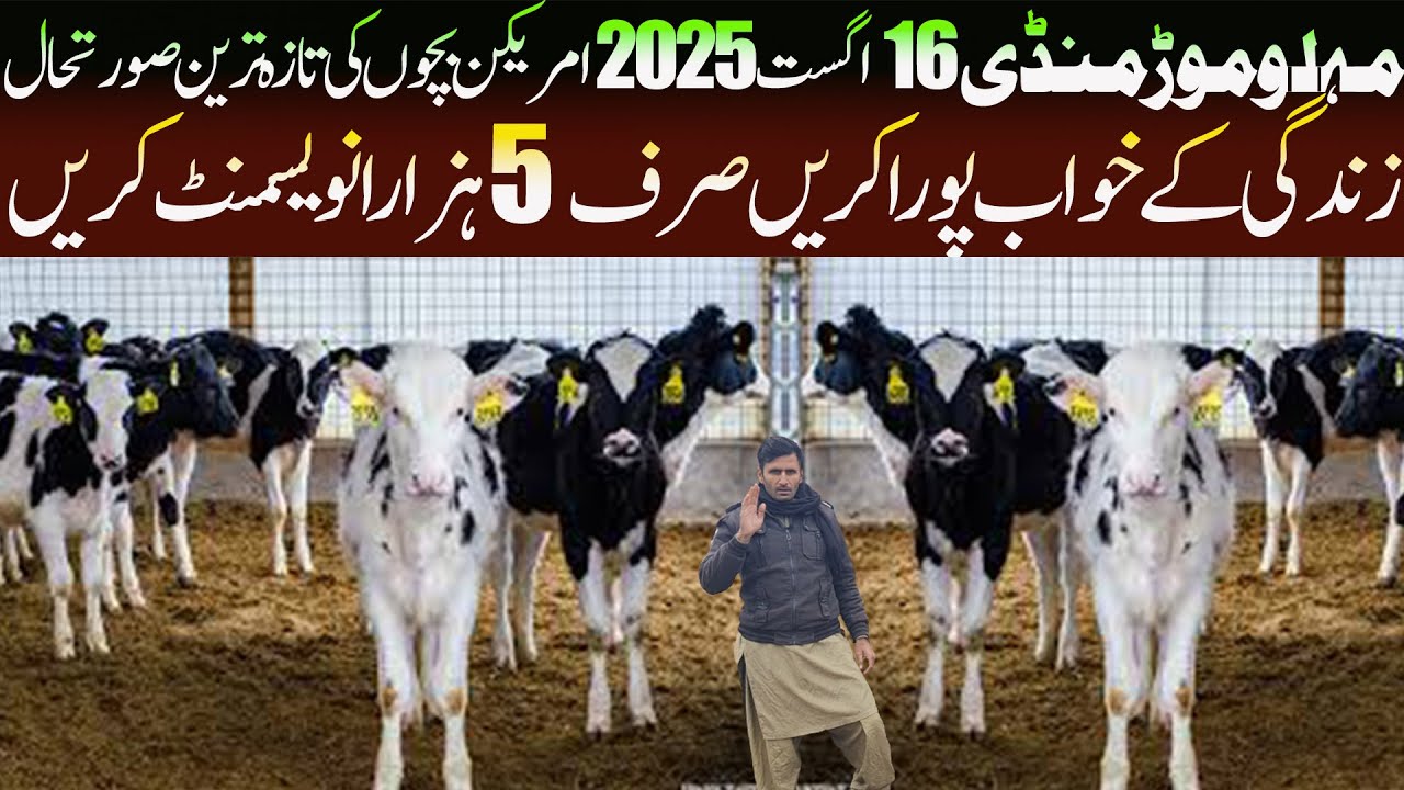 Zero Size American Cow Baby Calf Calves In Pashu Mandi Punjab- Malumor Mandi Latest Update- Pk Mandi
