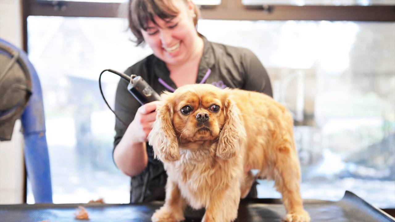 Dunston Lodge Boarding Kennels Chesterfield YouTube