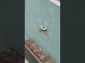 Gypsum Board Expansion Screws | Strong Wall Fixing Solution #shorts