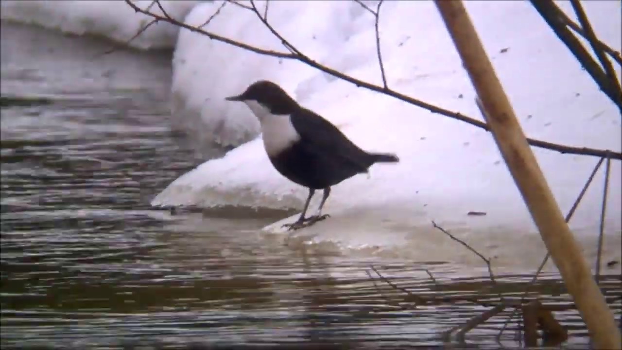 White-throated dipper 