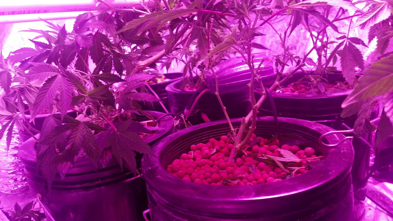 Mars 2 hydro 1600w SCROG DWC C02 Super Lemon Haze Gorilla Wreck Rainbow Jones Haze