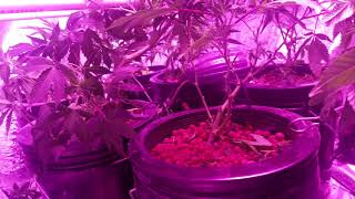 Mars 2 hydro 1600w SCROG DWC C02 Super Lemon Haze Gorilla Wreck Rainbow Jones Haze