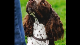 Gundog training.When is your puppy  ready for training?