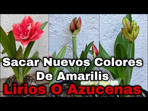 Video: ¿Qué es un lirio de sangre de buey? Consejos para el cuidado de los lirios de sangre de buey en los jardines