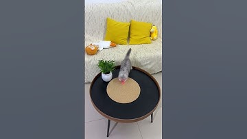 Cat Collar with Laser Toy - A Game Changer for Playtime!
