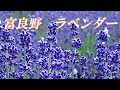 【２０２２年７月最新版】素敵なラベンダーたち【北海道 富良野】