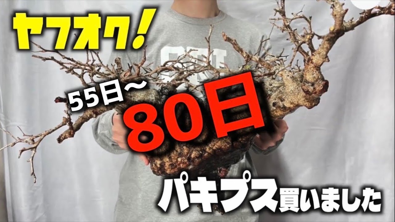 全て見せます【パキプス発根管理】〜80日目 - YouTube