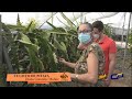 "PalmaEcologica" en esta ocasión con Diana GONZÁLEZ, con el cultivo de la PITAYA