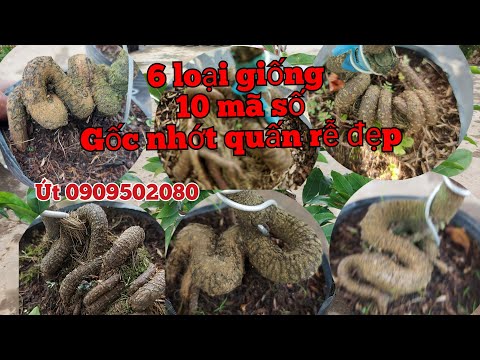 Video mai vàng chơi tết 15/10 út 0909502080 gl 6 loại giống... - youtube