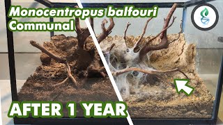 Monocentropus balfouri Communal UPDATE AFTER 1 YEAR by dna design 1,988 views 3 years ago 6 minutes, 10 seconds