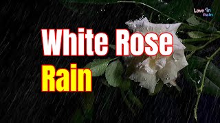White Rose Rain