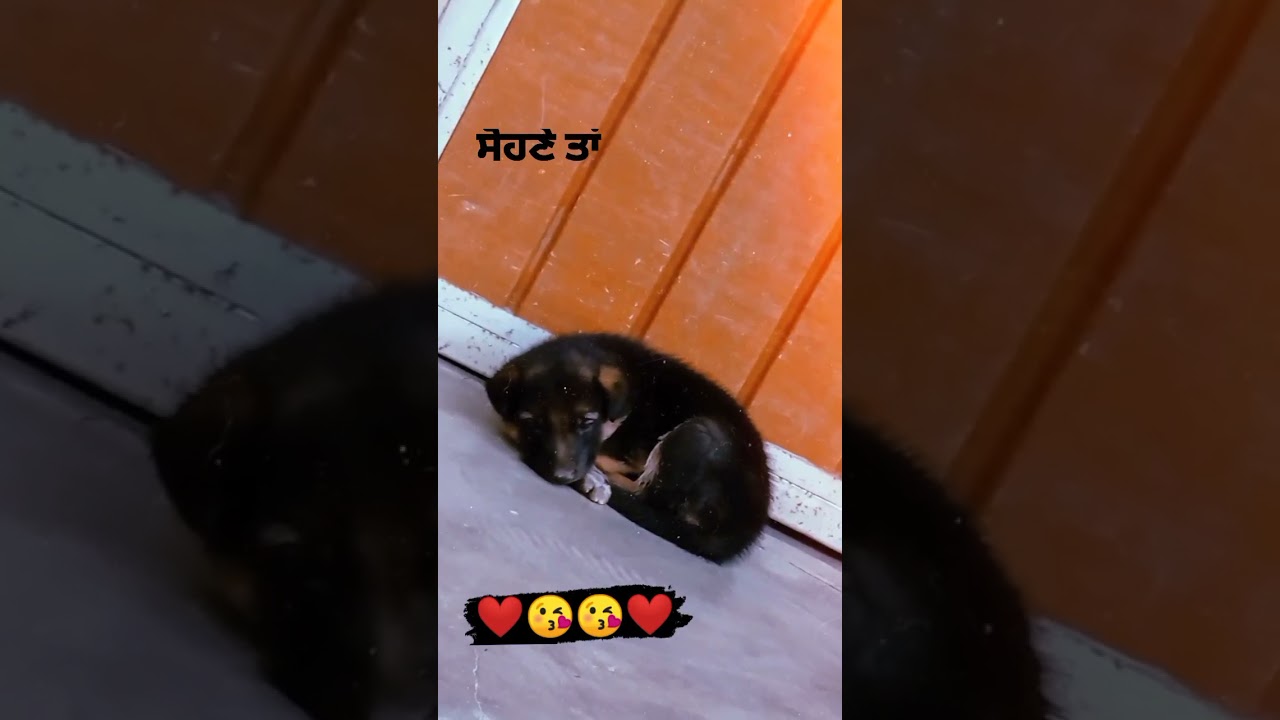 So cute dog Dog WhatsApp status small dog status masumiyat