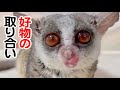 焼き芋の取り合いをする猿と飼い主 / Eating a Sweet Potato / Pizzatoru the Bushbaby / ショウガラゴのピザトル