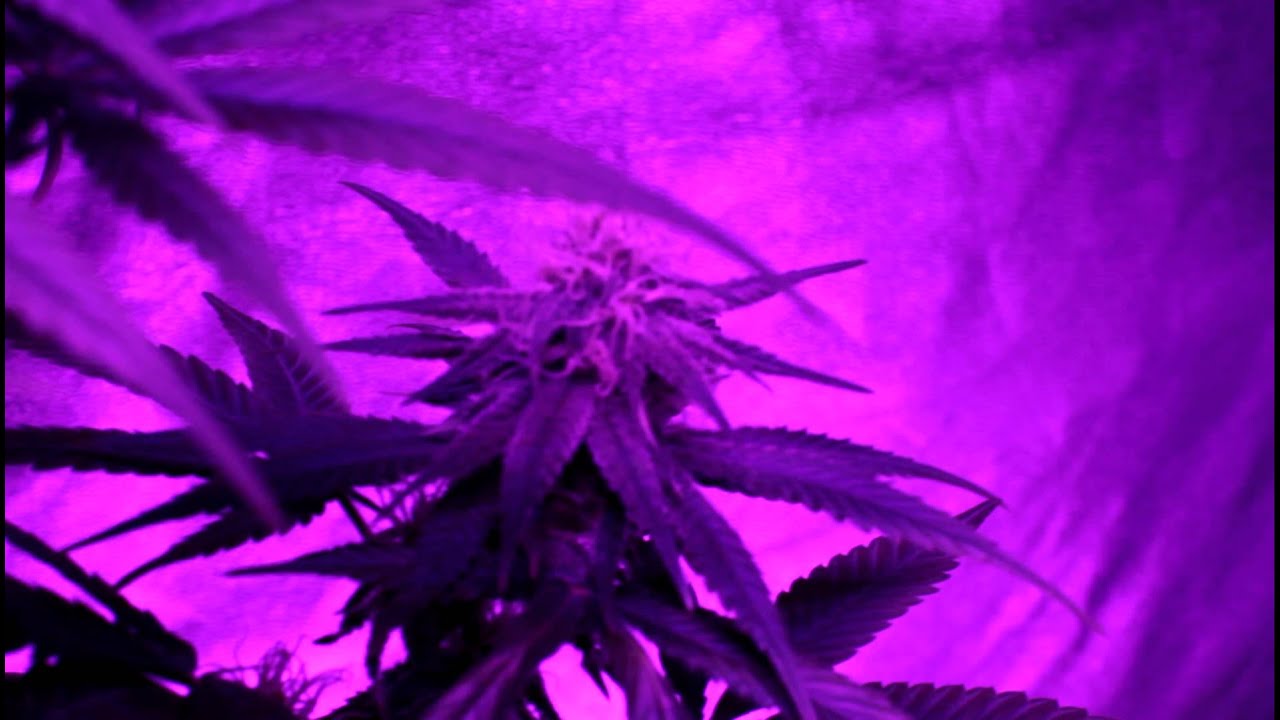 Penetrator 336X LED * Trinity Kush * Day 29