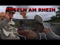 Zander-SCHOCK nach Brassen DRAMA beißt es auf GUMMIFISCH!!🦈😱