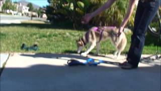 Urban Mushing How To (equipment and setup)