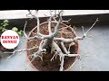 Make Banyan tree Bonsai