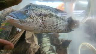 Western NY Large Cichlid Fish store walk thru