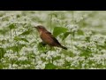 2021 Wild bird 野鳥(シリーズNo18)4k秋のノビタキ特集Autumn stonechat special feature