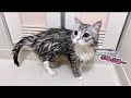 初めてお風呂に入ったら小さくなっちゃったもち猫…笑！
