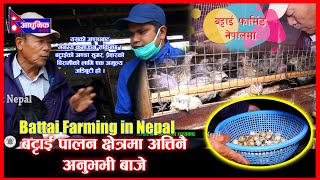 How profitable is quail farming? बटाइ चरा Battai Palan kasari garne hernus ho video