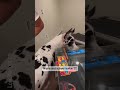 dog can play video games ❗❗😳