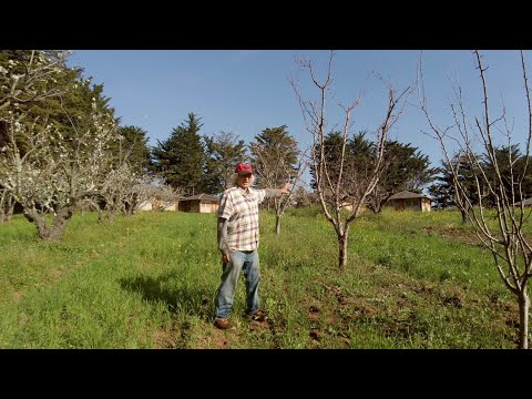 How to Control Fruit Tree Size by Rootstock Selection