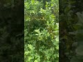 17 червня 2025 р 17 червня 2025 р