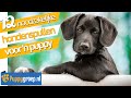 Hondenspullen: Welke 12 Puppy Spullen zijn Nodig voor een Puppy? Tips van expert Alexandra Wilkinson