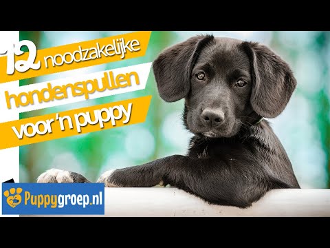 Video: 5 Absolute Essentials Die Elke Nieuwe Puppy-adoptant Nodig Heeft