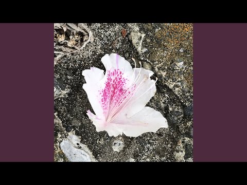 花一輪
