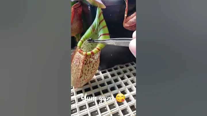 Pitcher plant eating insect - DayDayNews