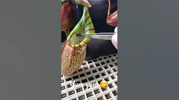 Pitcher plant eating insect