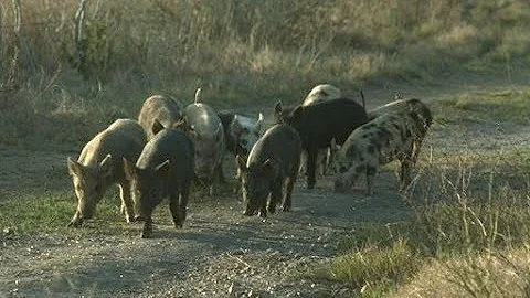 Wild Pigs and Disease Concerns