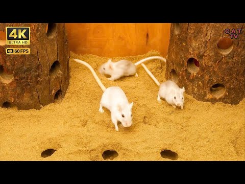 Cat TV Games, Mouse Hide & Seek jumping Chase and fun Play for cats to watch 3 hour 4K UHD