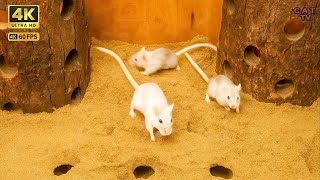 Cat TV Games, Mouse Hide \& Seek jumping Chase and fun Play for cats to watch 3 hour 4K UHD