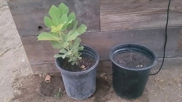 Propagating wild fig tree update