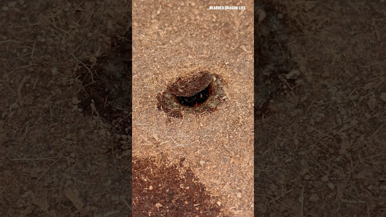 Trapdoor Spider Attack! 🕷️💥 