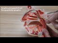 Nervus maxillaris anatomisi
