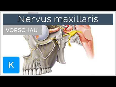 Nervus maxillaris (Vorschau)- Anatomie des Menschen | Kenhub