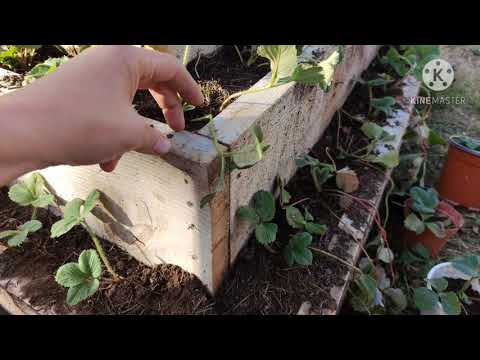 მარწყვის პირამიდა თავიდან ბოლომდე