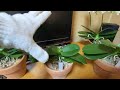 胡蝶蘭　アマビリスのおすすめする株の動画ですー￼